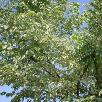 Ulmus minor Argenteovariegata - Elm