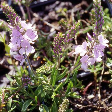 Veronica x cantiana Kentish Pink - Speedwell