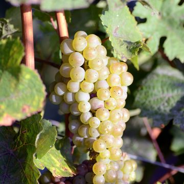 Vitis vinifera Luglienga - Grapevine