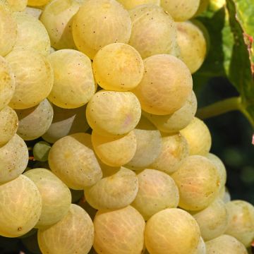 Vitis vinifera Moscato Monregalese - Grapevine