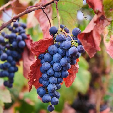 Vitis vinifera Nebbiolo - Grape vine