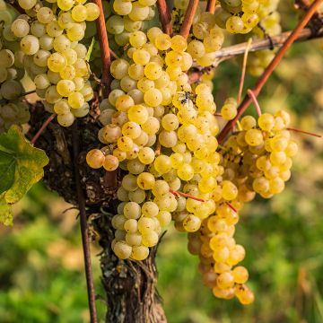 Vitis vinifera Regina dei Vigneti - Grape vine