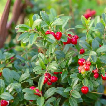 Vaccinium vitis-idaea Koralle - Bilberry