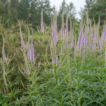 Veronicastrum virginicum Green Tip