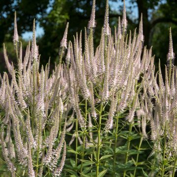 Veronicastrum virginicum Pink Glow, Véronique de Sibérie