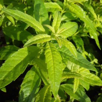 Aloysia triphylla