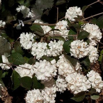 Viburnum f. plicatum Mary Milton