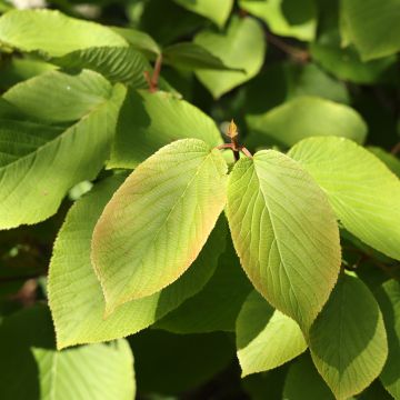 Viburnum furcatum - Forked viburnum