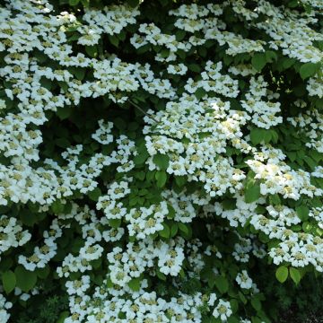 Viburnum plicatum f. tomentosum Cascade - Japanese Snowball