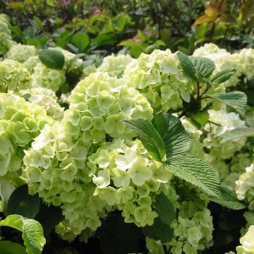 Viburnum plicatum f. tomentosum Kilimandjaro Sunrise - Japanese Snowball