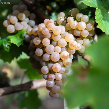 Vitis Nathy-Sauvignac Vign'Happy Fruitality - Grapevine