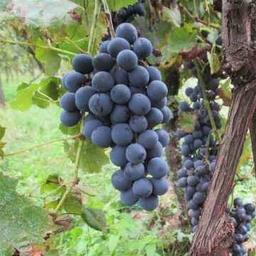 Vitis vinifera Aperina Nera - Seedless Grape vine