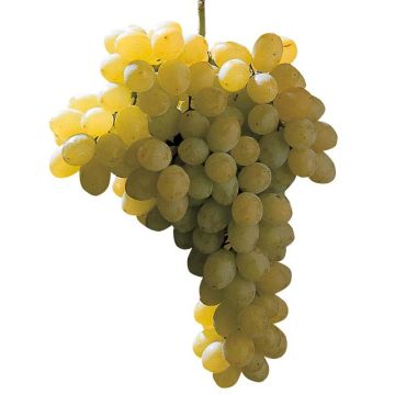 Vitis vinifera Sultanica bianca - Grape Vine