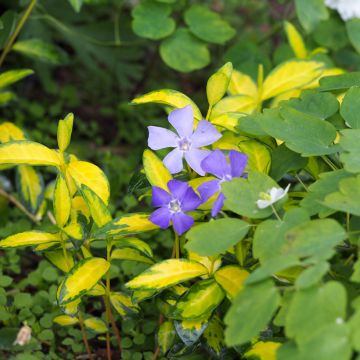 Vinca minor Illumination - Pervenche à petites fleurs panachée