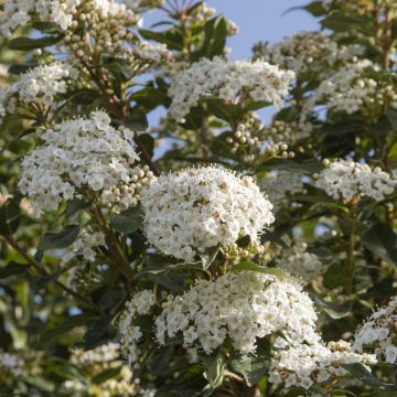 Viburnum tinus - Laurustinus