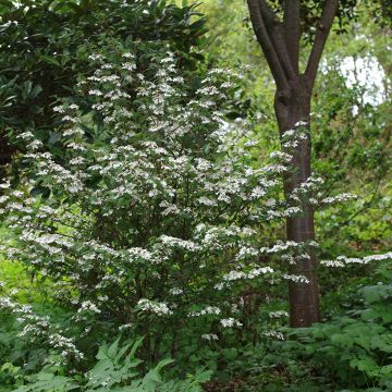 Viburnum plicatum Kilimanjaro Sunrise - Viorne de Chine.