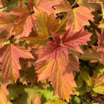 Viburnum opulus Oh Canada - Guelder Rose