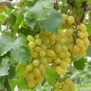 Vitis vinifera Centennial  - Seedless Grape vine