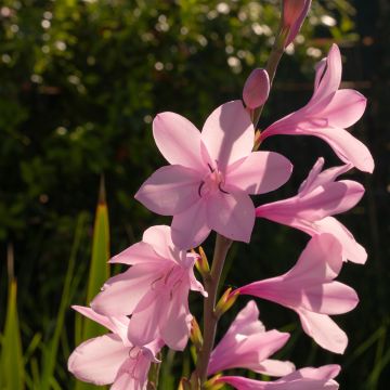 Watsonia borbonica - Cape bugle-lily