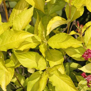 Weigela Briant Rubidor