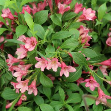 Weigela Florida Picobella Rosa 