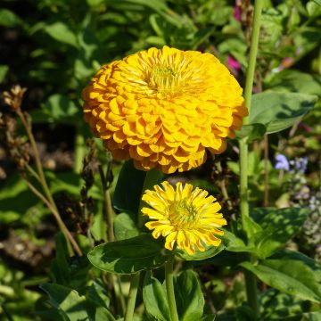 Zinnia elegans Canary Bird