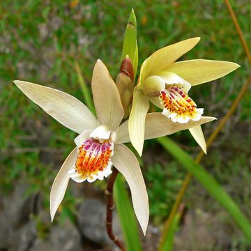 Orchidée jacinthe Blanche- Bletilla striata Alba