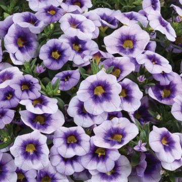 Calibrachoa Eyeconic Purple - Mini-Petunia