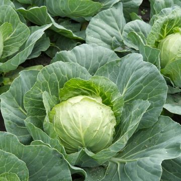 Cabbage Stonehead F1 - Vilmorin seeds