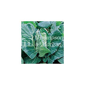 Cabbage Greyhound - Brassica oleracea capitata