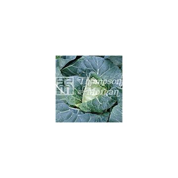 Cabbage Pyramid F1 - Brassica oleracea capitata