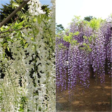 Duo of exceptional Japanese Wisterias