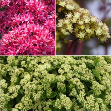 Collection of 3 floriferous Sedums Collection