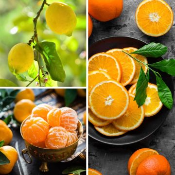 Essential Citrus Collection