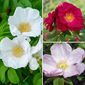 Rugosa roses Collection