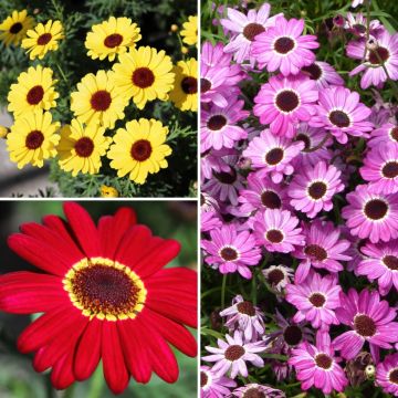 Argyranthemum collection - Marguerite bush