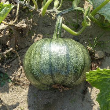 Zucchini Miranda - seeds - Cucurbita pepo