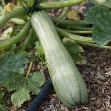 Courgette Genovese AB - Ferme de Ste Marthe