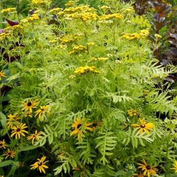 Tanacetum vulgare Isla Gold - Tanaisie à feuilles dorées