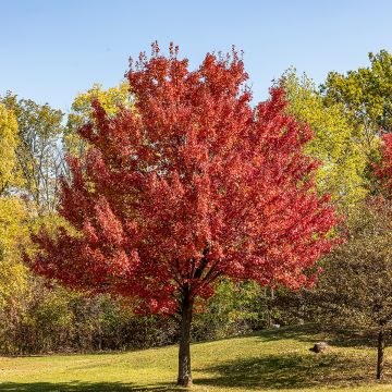 Acer rubrum - Maple