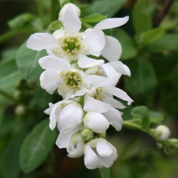 Exochorda macrantha  The Bride