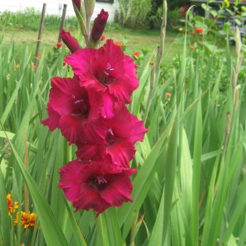 Gladiolus Fidelio - Sword Lily
