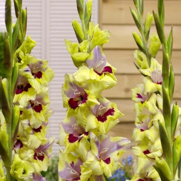 Gladiolus grandiflorus Oracle - Sword Lily