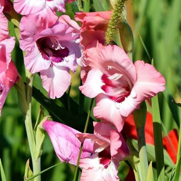 Gladiolus Wine and Roses - Sword Lily