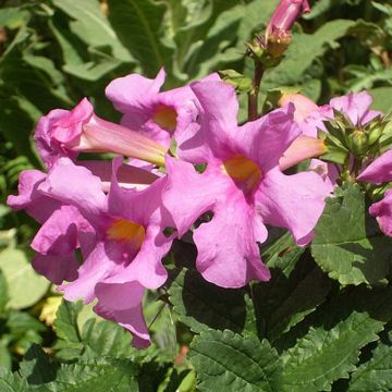 Incarvillea delavayi Deli Rose - Hardy gloxinia