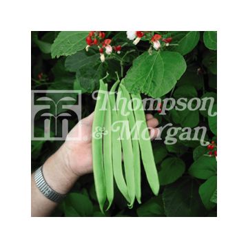 Runner Bean Spanish Bean St. Georg