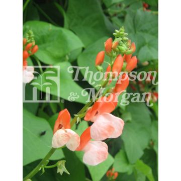 Tenderstar Runner Bean - Flowering Bean