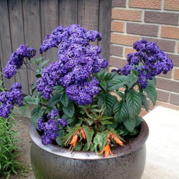 Heliotropium arborescens Marine - Garden Heliotrope