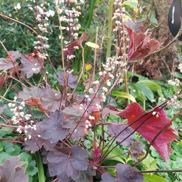 Heuchera Dark Magic - Coral Bells