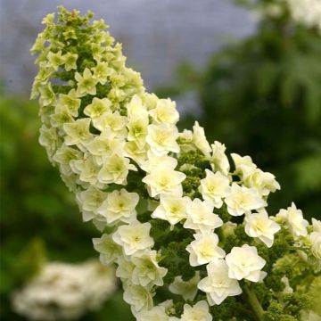 Hydrangea quercifolia Gatsby Star - Oak-leaved Hydrangea